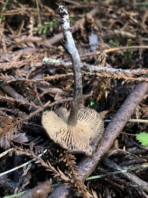  ( - FDS-CA-03280)  @11 [ ] by (2024) Justin Paulin Fungal Diversity Survey