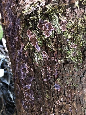  ( - FDS-CA-03289)  @11 [ ] by (2024) Justin Paulin Fungal Diversity Survey
