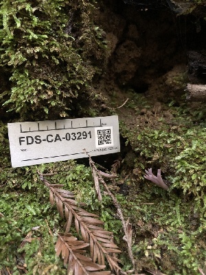  ( - FDS-CA-03291)  @11 [ ] by (2024) Justin Paulin Fungal Diversity Survey