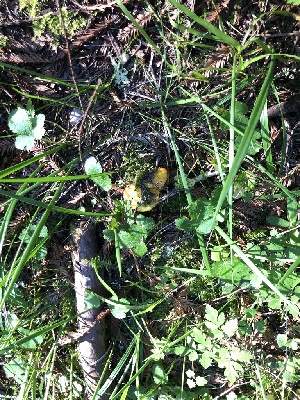  ( - FDS-CA-03296)  @11 [ ] by (2024) Justin Paulin Fungal Diversity Survey