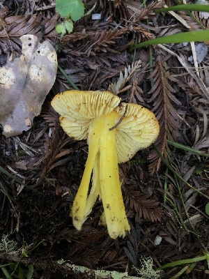  ( - FDS-CA-03296)  @11 [ ] by (2024) Justin Paulin Fungal Diversity Survey