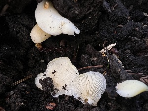  (Crepidotus sp. applanatus-IN01 - FDS-CA-03283)  @11 [ ] by (2024) Justin Paulin Fungal Diversity Survey