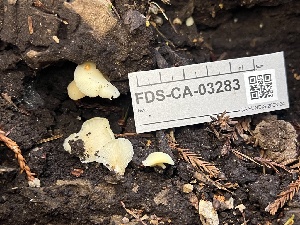  ( - FDS-CA-03283)  @11 [ ] by (2024) Justin Paulin Fungal Diversity Survey