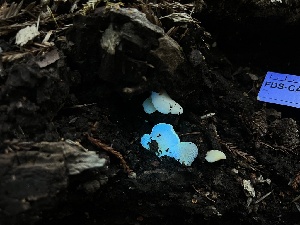  ( - FDS-CA-03283)  @11 [ ] by (2024) Justin Paulin Fungal Diversity Survey