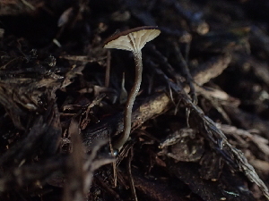  ( - FDS-CA-03268)  @11 [ ] by (2024) Justin Paulin Fungal Diversity Survey