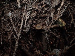  ( - FDS-CA-03268)  @11 [ ] by (2024) Justin Paulin Fungal Diversity Survey