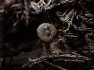  ( - FDS-CA-03268)  @11 [ ] by (2024) Justin Paulin Fungal Diversity Survey
