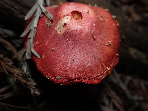  ( - FDS-CA-03269)  @11 [ ] by (2024) Justin Paulin Fungal Diversity Survey
