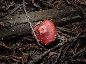  ( - FDS-CA-03269)  @11 [ ] by (2024) Justin Paulin Fungal Diversity Survey