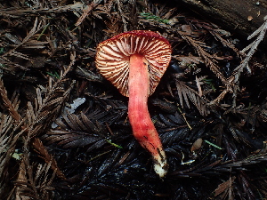  (Hygrocybe sp. coccinea-CA01 - FDS-CA-03269)  @11 [ ] by (2024) Justin Paulin Fungal Diversity Survey