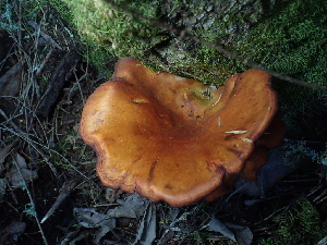  ( - FDS-CA-03270)  @11 [ ] by (2024) Justin Paulin Fungal Diversity Survey