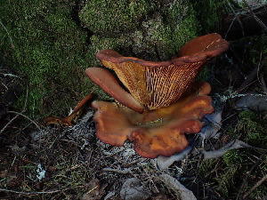  ( - FDS-CA-03270)  @11 [ ] by (2024) Justin Paulin Fungal Diversity Survey