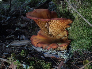  ( - FDS-CA-03270)  @11 [ ] by (2024) Justin Paulin Fungal Diversity Survey