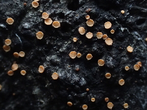  ( - FDS-CA-03272)  @11 [ ] by (2024) Justin Paulin Fungal Diversity Survey