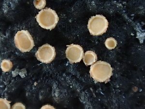  ( - FDS-CA-03272)  @11 [ ] by (2024) Justin Paulin Fungal Diversity Survey