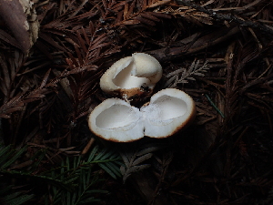  ( - FDS-CA-03274)  @11 [ ] by (2024) Justin Paulin Fungal Diversity Survey