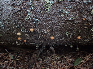  ( - FDS-CA-03274)  @11 [ ] by (2024) Justin Paulin Fungal Diversity Survey