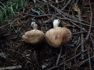  ( - FDS-CA-03275)  @11 [ ] by (2024) Justin Paulin Fungal Diversity Survey