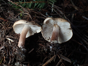  ( - FDS-CA-03275)  @11 [ ] by (2024) Justin Paulin Fungal Diversity Survey