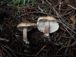  ( - FDS-CA-03275)  @11 [ ] by (2024) Justin Paulin Fungal Diversity Survey