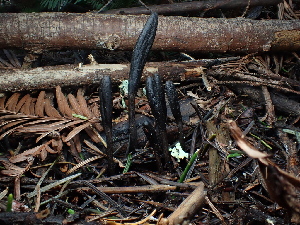  ( - FDS-CA-03276)  @11 [ ] by (2024) Justin Paulin Fungal Diversity Survey