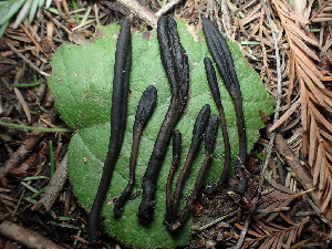  ( - FDS-CA-03276)  @11 [ ] by (2024) Justin Paulin Fungal Diversity Survey