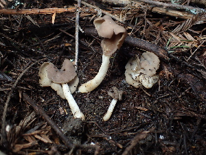  ( - FDS-CA-03277)  @11 [ ] by (2024) Justin Paulin Fungal Diversity Survey