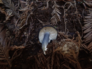  ( - FDS-CA-03279)  @11 [ ] by (2024) Justin Paulin Fungal Diversity Survey