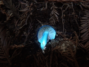  ( - FDS-CA-03279)  @11 [ ] by (2024) Justin Paulin Fungal Diversity Survey