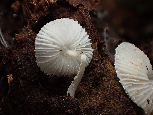  (Lepiota sp. CA02 - FDS-CA-03282)  @11 [ ] by (2024) Justin Paulin Fungal Diversity Survey