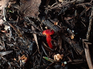  ( - FDS-CA-03284)  @11 [ ] by (2024) Justin Paulin Fungal Diversity Survey