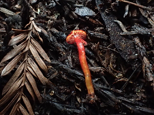  ( - FDS-CA-03284)  @11 [ ] by (2024) Justin Paulin Fungal Diversity Survey