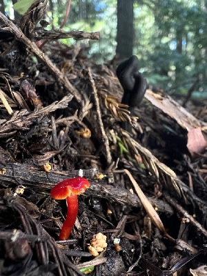  ( - FDS-CA-03284)  @11 [ ] by (2024) Justin Paulin Fungal Diversity Survey
