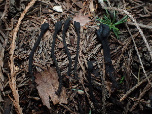  ( - FDS-CA-03285)  @11 [ ] by (2024) Justin Paulin Fungal Diversity Survey
