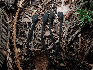  ( - FDS-CA-03285)  @11 [ ] by (2024) Justin Paulin Fungal Diversity Survey