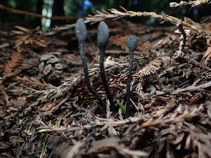  (Trichoglossum sp. CA03 - FDS-CA-03285)  @11 [ ] by (2024) Justin Paulin Fungal Diversity Survey