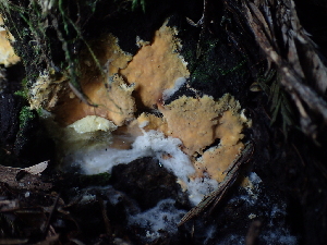  (Scytinostroma sp. PNW01 - FDS-CA-03286)  @11 [ ] by (2024) Justin Paulin Fungal Diversity Survey