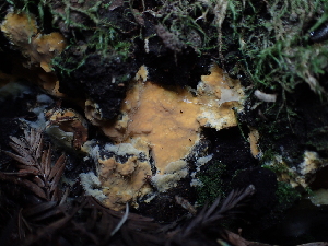  ( - FDS-CA-03286)  @11 [ ] by (2024) Justin Paulin Fungal Diversity Survey