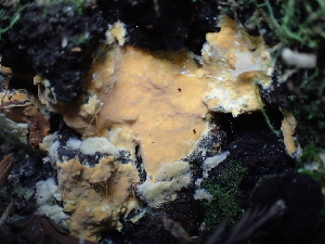  ( - FDS-CA-03286)  @11 [ ] by (2024) Justin Paulin Fungal Diversity Survey