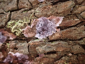  ( - FDS-CA-03289)  @11 [ ] by (2024) Justin Paulin Fungal Diversity Survey