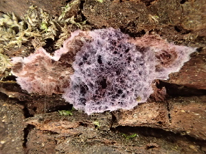  ( - FDS-CA-03289)  @11 [ ] by (2024) Justin Paulin Fungal Diversity Survey