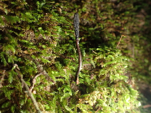  ( - FDS-CA-03290)  @11 [ ] by (2024) Justin Paulin Fungal Diversity Survey