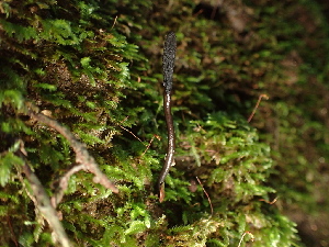  ( - FDS-CA-03290)  @11 [ ] by (2024) Justin Paulin Fungal Diversity Survey