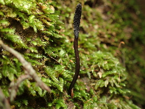  ( - FDS-CA-03290)  @11 [ ] by (2024) Justin Paulin Fungal Diversity Survey