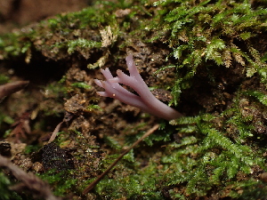  ( - FDS-CA-03291)  @11 [ ] by (2024) Justin Paulin Fungal Diversity Survey