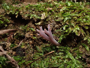  (Clavaria sp. CA09 - FDS-CA-03291)  @11 [ ] by (2024) Justin Paulin Fungal Diversity Survey