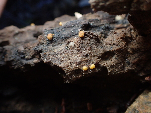  ( - FDS-CA-03293)  @11 [ ] by (2024) Justin Paulin Fungal Diversity Survey