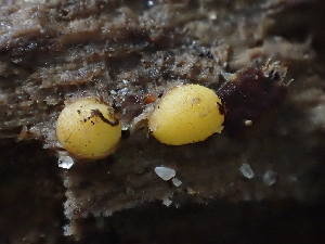  (Endogone sp. pisiformis-CA01 - FDS-CA-03293)  @11 [ ] by (2024) Justin Paulin Fungal Diversity Survey
