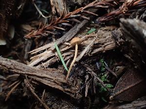  (Flammulaster - FDS-CA-03294)  @11 [ ] by (2024) Justin Paulin Fungal Diversity Survey