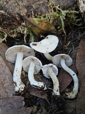  ( - FDS-CA-02268)  @11 [ ] by (2024) Mandy Hackney Fungal Diversity Survey